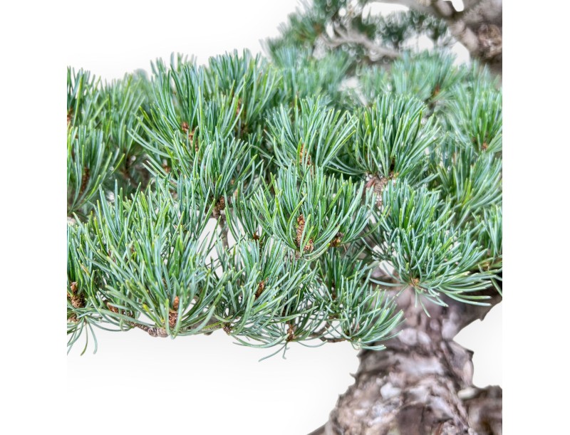 Pinus pentaphylla bonsai %separator% %category%