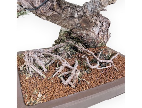 Pinus pentaphylla bonsai %separator% %category%