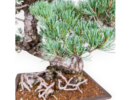 Pinus pentaphylla bonsai %separator% %category%