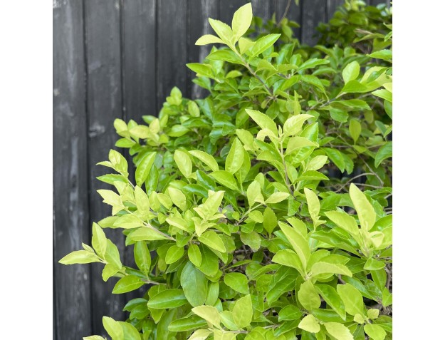 Durantha bonsai %separator% %category% flowering 2