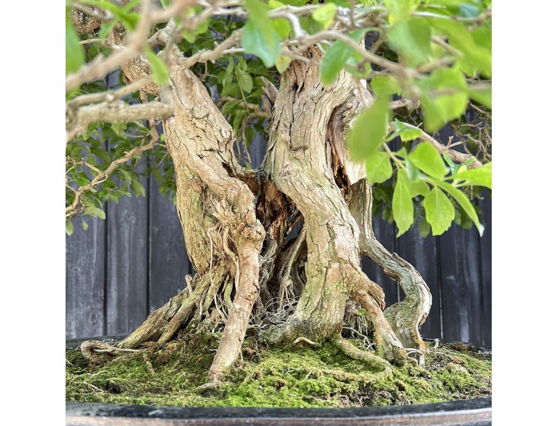 Durantha bonsai %separator% %category% flowering