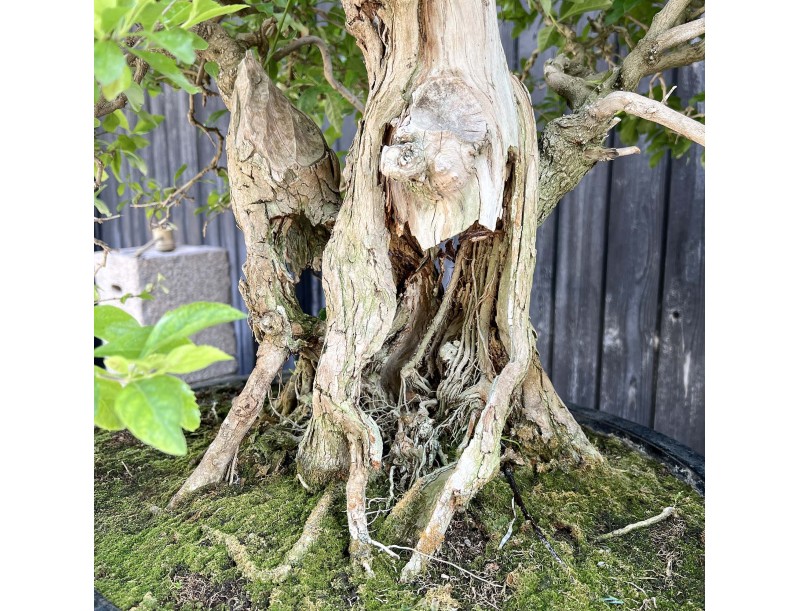 Durantha bonsai %separator% %category% flowering