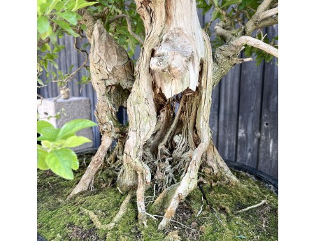 Durantha bonsai %separator% %category% flowering