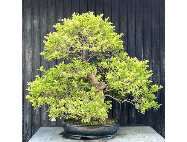 Durantha bonsai %separator% %category% flowering