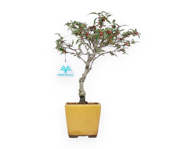 Ilex serrata subtilis bonsai %separator% %category%