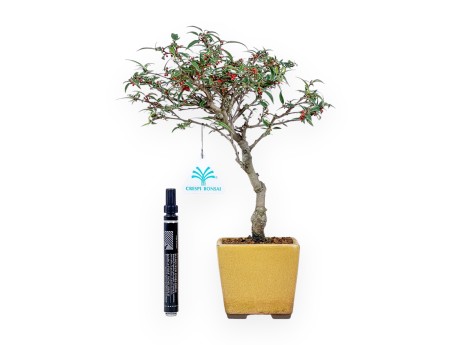 Ilex serrata subtilis bonsai %separator% %category%