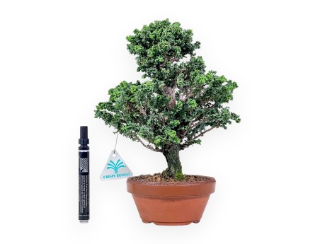 Bonsai van Chamaecyparis obtusa %separator% %category%