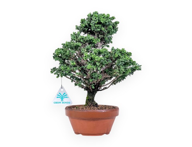 Bonsai van Chamaecyparis obtusa %separator% %category%