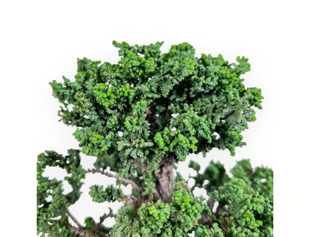 Bonsai aus Chamaecyparis obtusa %separator% %category% 2
