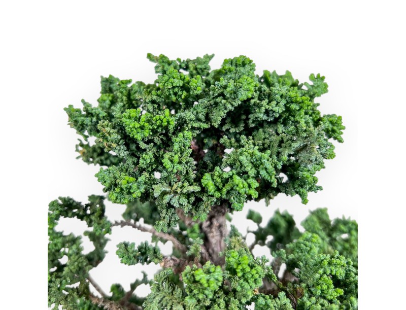 Bonsai van Chamaecyparis obtusa %separator% %category%