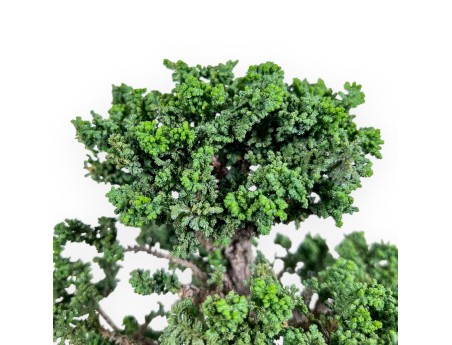 Bonsai van Chamaecyparis obtusa %separator% %category%