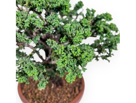 Chamaecyparis obtusa bonsai %separator% %category%
