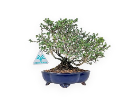 Bonsai di Serissa japonica %separator% %category%