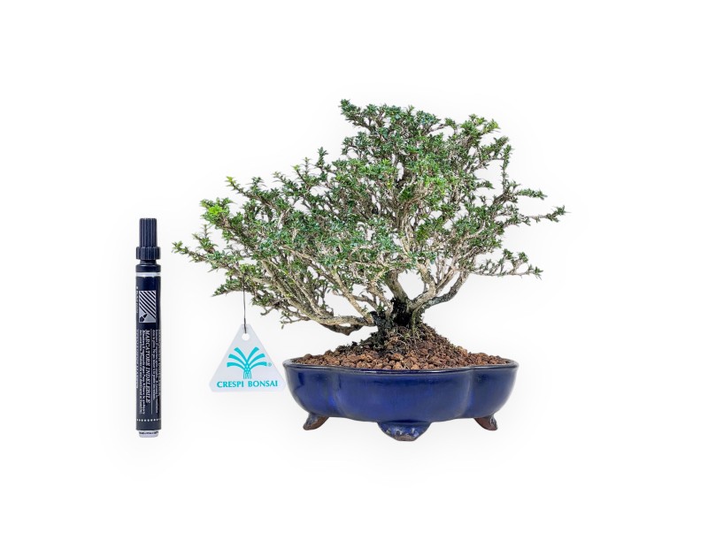 Bonsai di Serissa japonica %separator% %category%
