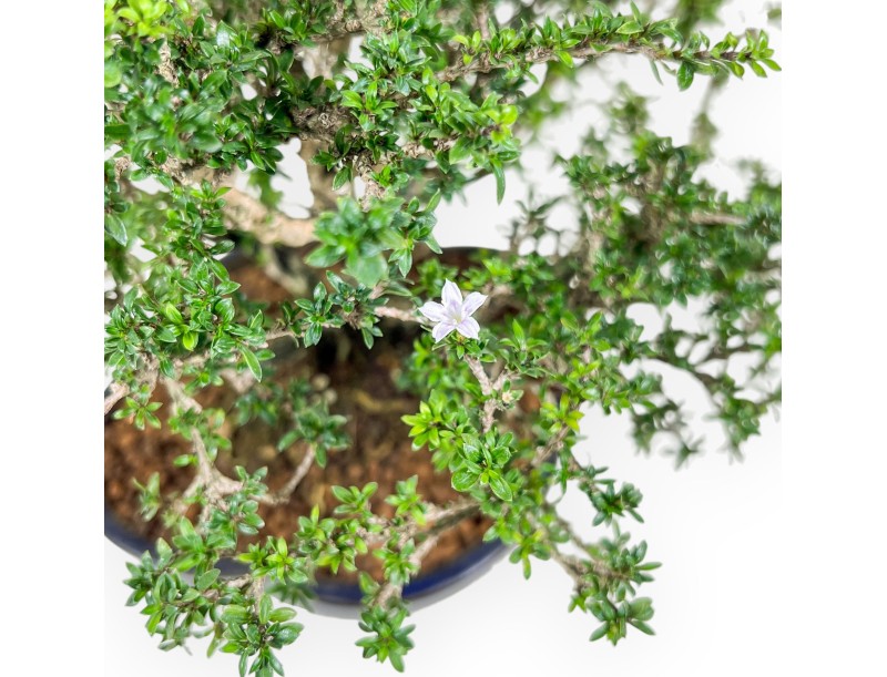 Bonsai di Serissa japonica %separator% %category%
