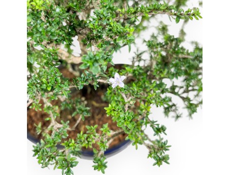 Bonsai di Serissa japonica %separator% %category%