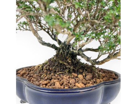 Bonsai di Serissa japonica %separator% %category%