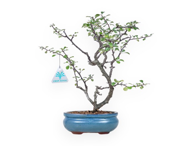Chaenomeles chojubai bonsai %separator% %category%