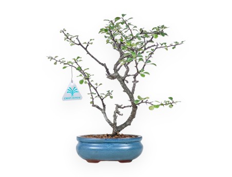 Chaenomeles chojubai bonsai %separator% %category%