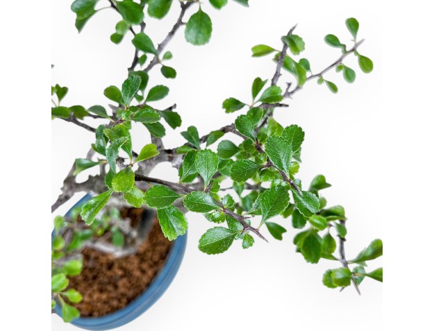 Chaenomeles chojubai bonsai %separator% %category% 2