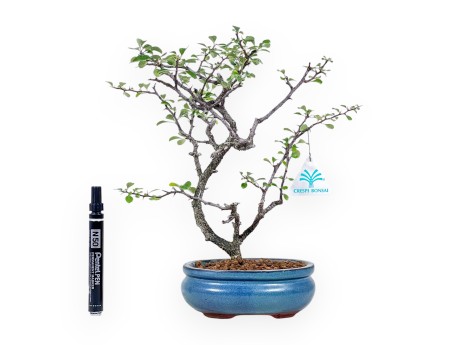 Bonsai van Chaenomeles chojubai %separator% %category%