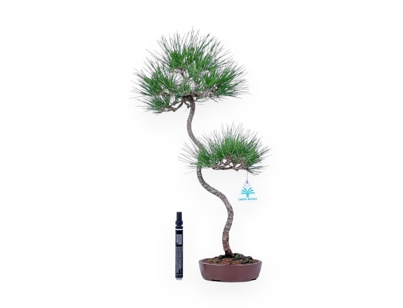 Pinus thunbergii bonsai – Black pine %separator% %category%