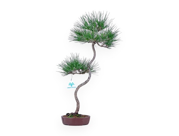 Pinus thunbergii bonsai – Black pine %separator% %category%