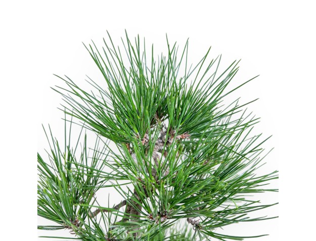 Pinus thunbergii bonsai – Black pine %separator% %category% 2