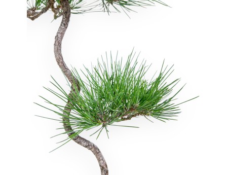 Pinus thunbergii bonsai – Black pine %separator% %category%