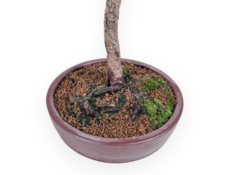 Pinus thunbergii bonsai – Black pine %separator% %category%