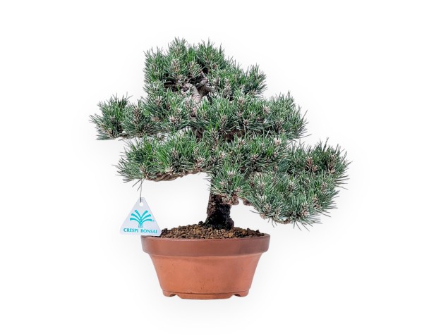 Pinus thunbergii Kotobuki bonsai %separator% %category%