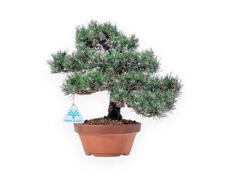 Pinus thunbergii Kotobuki bonsai %separator% %category%