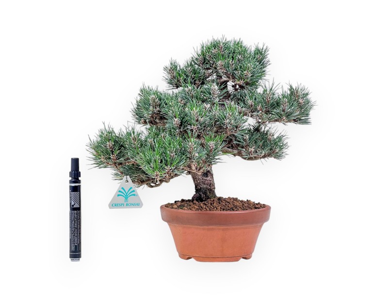 Pinus thunbergii Kotobuki bonsai %separator% %category%
