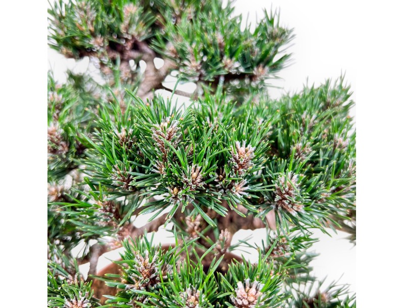 Pinus thunbergii Kotobuki bonsai %separator% %category%