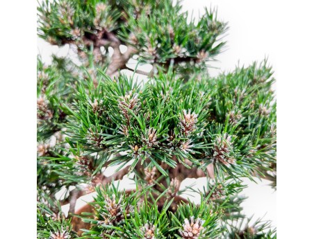Pinus thunbergii Kotobuki bonsai %separator% %category%
