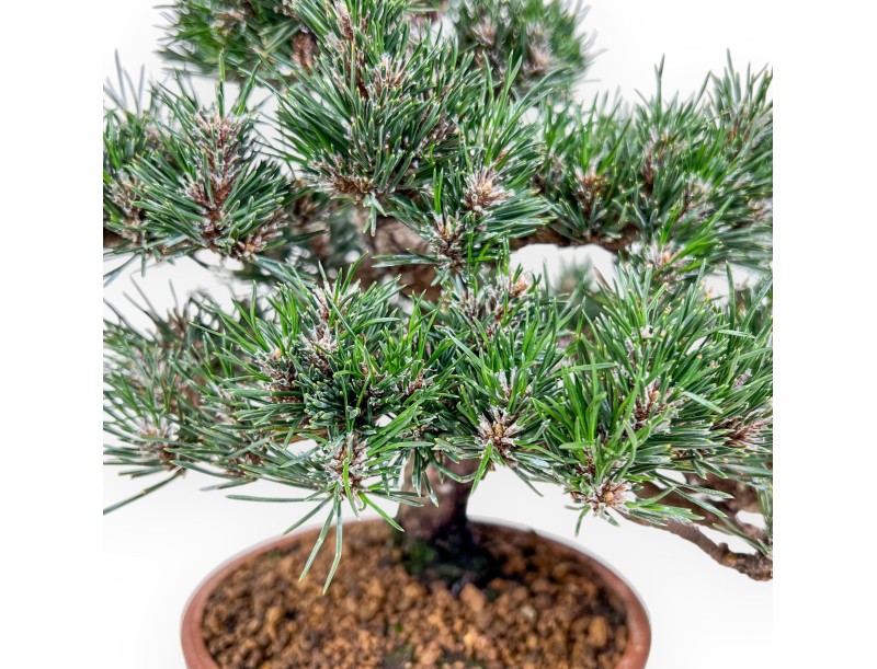 Pinus thunbergii Kotobuki bonsai %separator% %category%