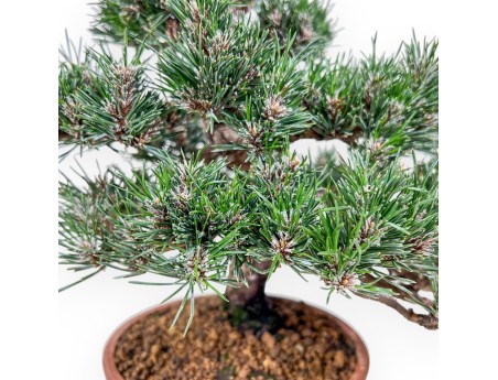 Pinus thunbergii Kotobuki bonsai %separator% %category%