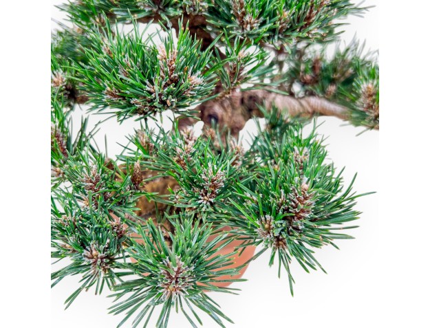 Pinus thunbergii Kotobuki bonsai %separator% %category% 2