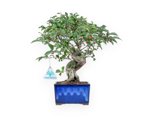 Ilex serrata bonsai %separator% %category%