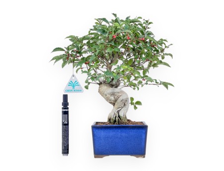 Ilex serrata bonsai %separator% %category%