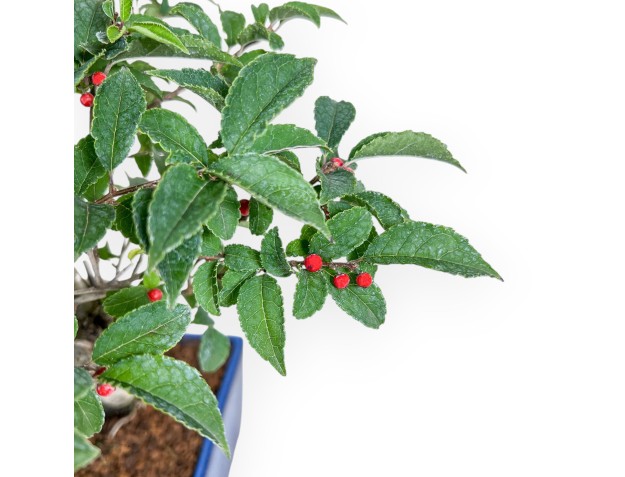 Bonsái de Ilex serrata %separator% %categoría% 2