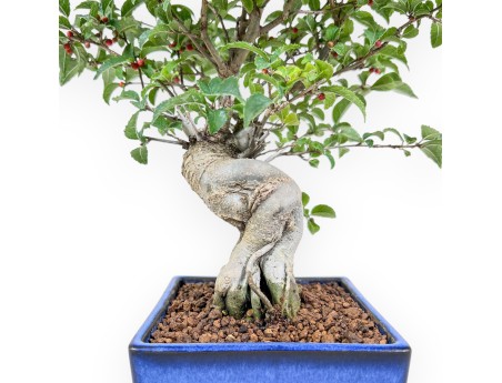 Ilex serrata bonsai %separator% %category%