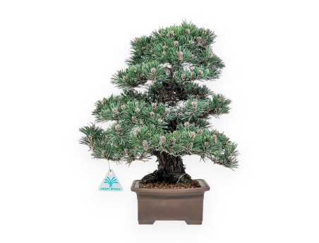 Pinus thunbergii Kotobuki bonsai %separator% %category%