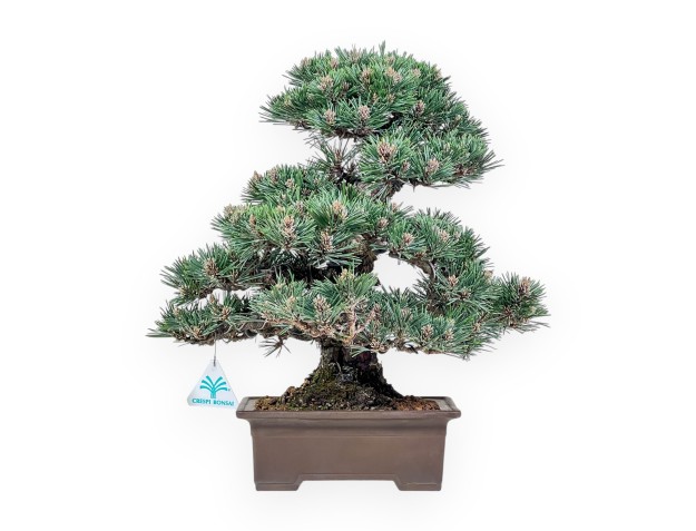 Bonsai aus Pinus thunbergii Kotobuki %separator% %category%