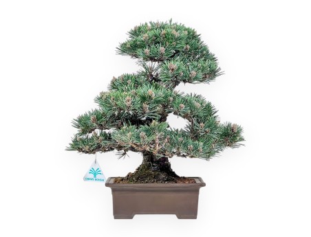 Pinus thunbergii Kotobuki bonsai %separator% %category%
