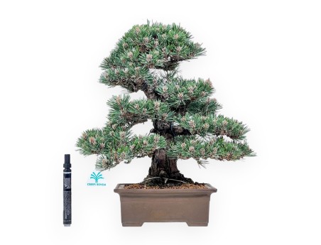 Pinus thunbergii Kotobuki bonsai %separator% %category%
