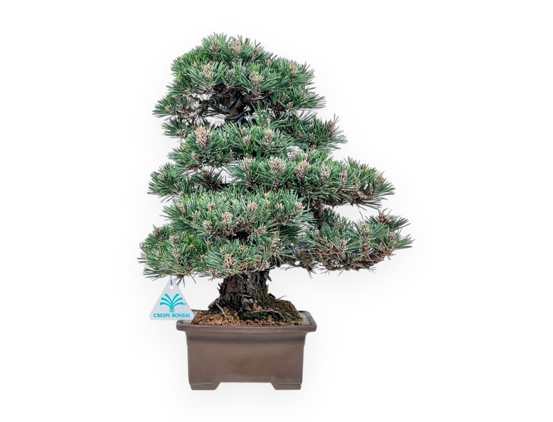 Bonsai van Pinus thunbergii kotobuki %separator% %category%