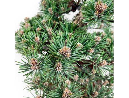 Pinus thunbergii Kotobuki bonsai %separator% %category%