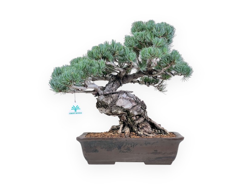 Pinus pentaphylla bonsai %separator% %category%