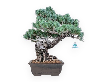 Pinus pentaphylla bonsai %separator% %category%